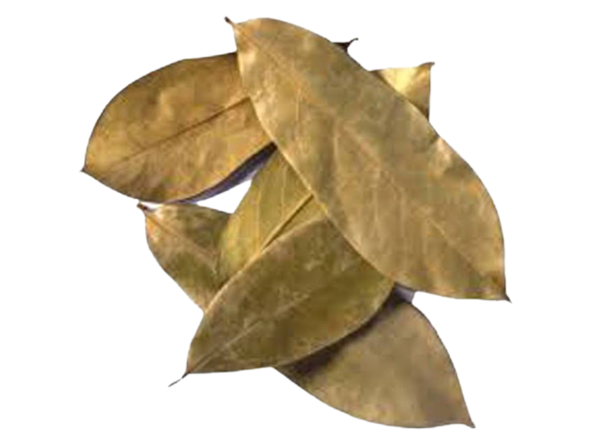 Sour Sop (Annona muricata) 